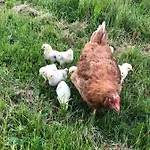 Biohof Auinger, Der Tiererlebnishof Appartement Aurach am Hongar