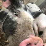 Biohof Auinger, Der Tiererlebnishof Aurach am Hongar