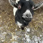 Appartement Biohof Auinger, Der Tiererlebnishof