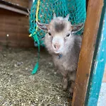 Appartement Biohof Auinger, Der Tiererlebnishof Aurach am Hongar