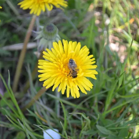 Biohof Auinger, Der Tiererlebnishof