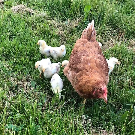 Biohof Auinger, Der Tiererlebnishof Apartament Aurach am Hongar