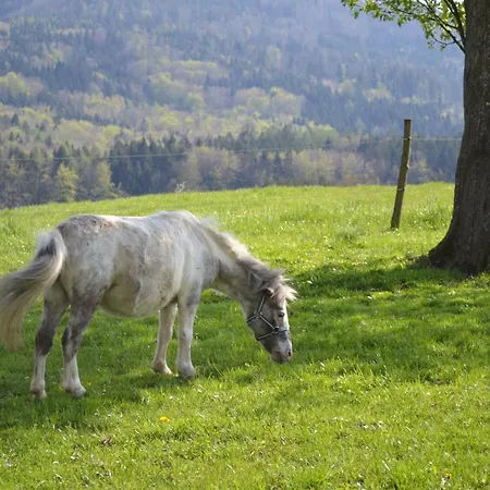 Biohof Auinger, Der Tiererlebnishof *