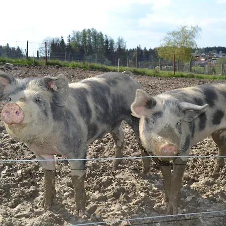 Biohof Auinger, Der Tiererlebnishof Lägenhet