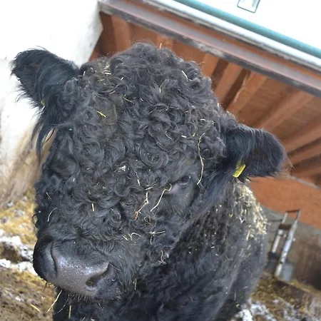 Biohof Auinger, Der Tiererlebnishof Apartament