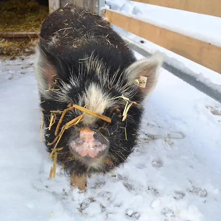 Apartament Biohof Auinger, Der Tiererlebnishof *