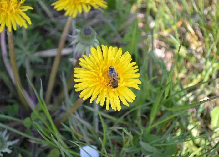 Biohof Auinger, Der Tiererlebnishof