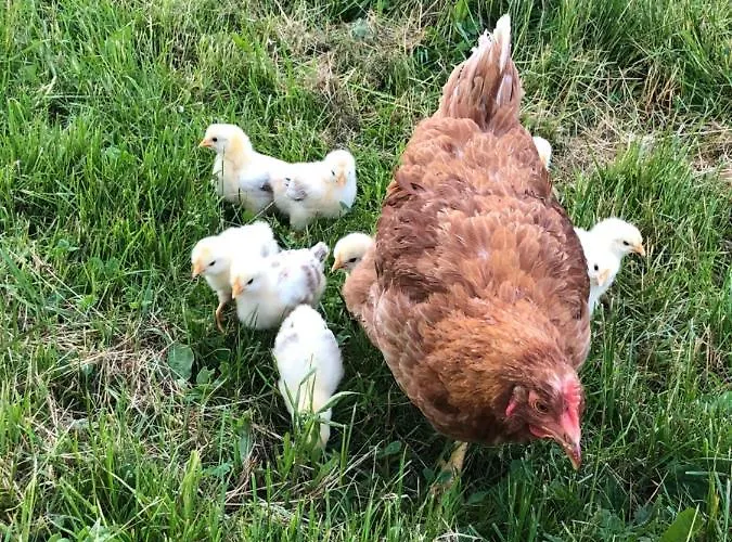 Biohof Auinger, Der Tiererlebnishof Διαμέρισμα Aurach am Hongar
