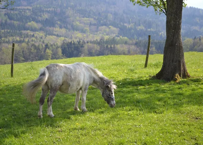 Biohof Auinger, Der Tiererlebnishof *