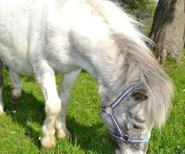 公寓 Biohof Auinger, Der Tiererlebnishof Aurach am Hongar