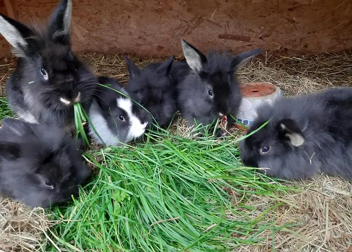 Biohof Auinger, Der Tiererlebnishof * Aurach am Hongar