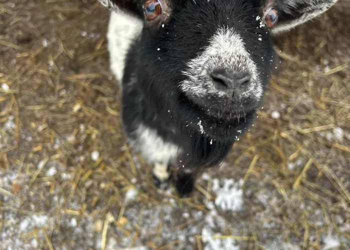 Appartement Biohof Auinger, Der Tiererlebnishof