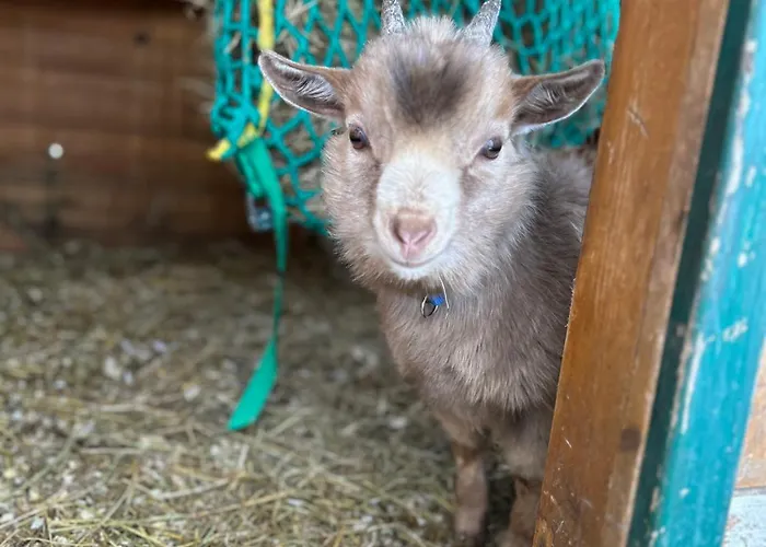公寓 Biohof Auinger, Der Tiererlebnishof Aurach am Hongar