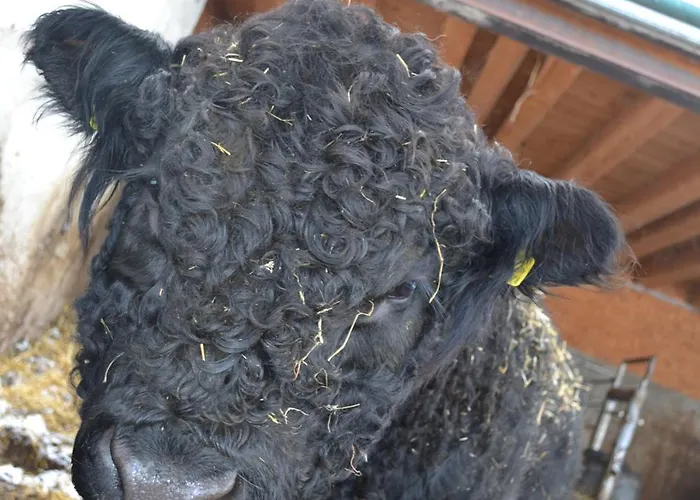 Biohof Auinger, Der Tiererlebnishof Διαμέρισμα