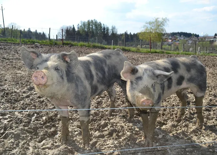 Biohof Auinger, Der Tiererlebnishof Daire