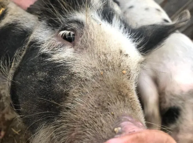 Biohof Auinger, Der Tiererlebnishof Aurach am Hongar