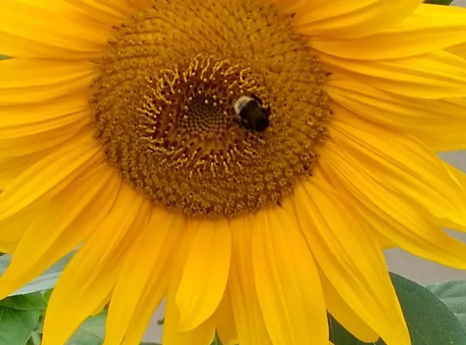 アパート Biohof Auinger, Der Tiererlebnishof