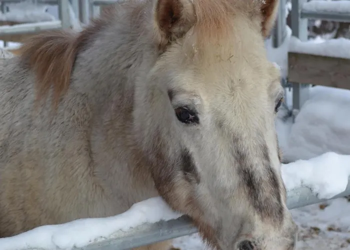 Biohof Auinger, Der Tiererlebnishof Daire *