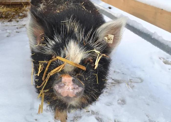Daire Biohof Auinger, Der Tiererlebnishof *